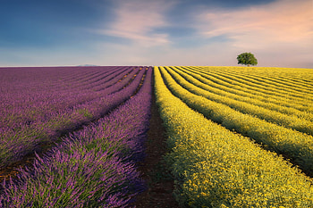 Lavender-Field, Field, Nature, sky, Lavender HD wallpaper