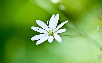 Grass, Background, Flower, Macro, Petals HD wallpaper