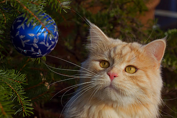 Christmas cat, blue, animal, craciun, cat, beauty, tree, ginger, pisica, ball, christmas HD wallpaper