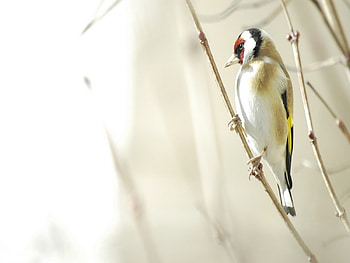 Animals, Birds HD wallpaper