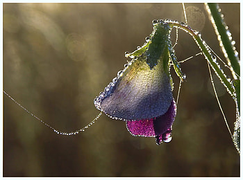 Small Bell, blue, art , beautiful, small, like bell, waterdrops, yellow, red, flowers HD wallpaper