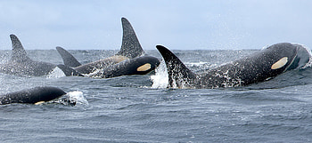 Killer Whale, whale, mammal, ocean, killer HD wallpaper