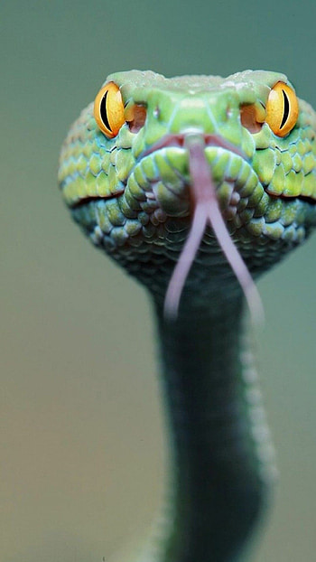 Mobile snake , On-the-go serpents, Dynamic backgrounds, personalization HD phone wallpaper