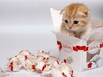 ITS MY BIRTAY WOW, ADORABLE, CUTE, KITTY, BIRTAY HD wallpaper