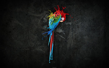 parrot 0007 HD wallpaper