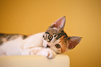 Close-up of a cute calico kitten lying down and staring with curious eyes against a yellow background. HD wallpaper