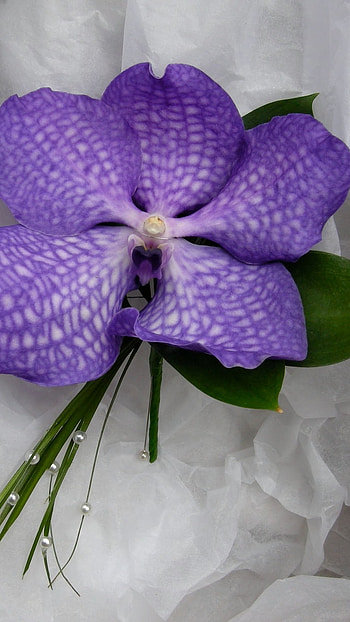 Vanda Orchid, Blue HD phone wallpaper
