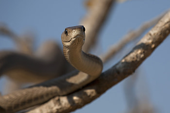 Terrifying encounter, Black mamba surprise, Fearful reptile, Tense moment HD wallpaper