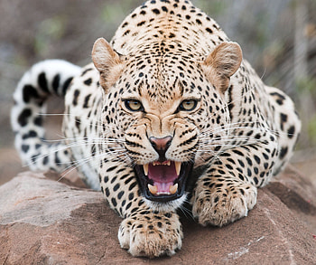 Animals, Leopard, Grin, Predator, Wildlife, Beast HD wallpaper