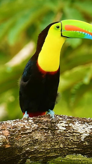 walpaper , birds walpaper HD phone wallpaper