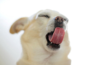 Animals, Muzzle, Puppy, To Yawn, Yawn, Language, Tongue HD wallpaper