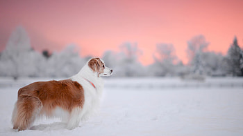 Dog , , Laptop, Android HD wallpaper