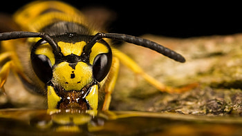 Macro, Insect, Striped, Antennae, Tendrils HD wallpaper