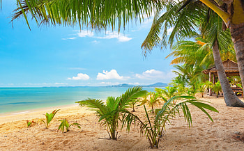 *** Summer beach ***, blue, summer, trees, sky, nature, beach HD wallpaper