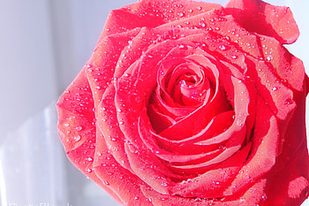Red rose, rose, garden, summer, red HD wallpaper
