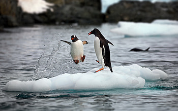 Penguins, animal, bird, ice HD wallpaper