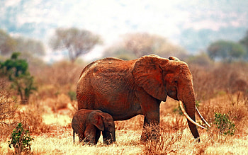 Animals, Grass, Elephants, Couple, Pair, Family HD wallpaper