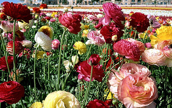 champ de renoncules, beau, de, renoncule, champ HD wallpaper