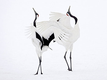 Animals, Birds, Storks HD wallpaper