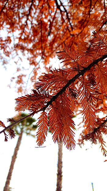 My Red Point, orange, temperate broadleaf and mixed forest, tints and shades, nature, Otoño HD phone wallpaper