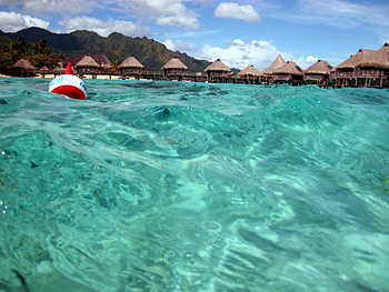 Swimming in the blue lagoon at Moorea Paradise Island, island, blue, tropical, tahiti, holiday, bungalows, water, islands, ocean, swimming, sea, villas, pacific, luxury, exotic, paradise, moorea, aqua, south, lagoon, french, swim, waters, shallow, clear, polynesia HD wallpaper