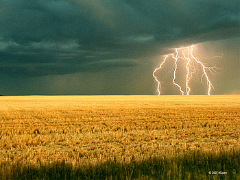 THE GOLDEN WHEAT, golden, fields, lighting, wheat HD wallpaper