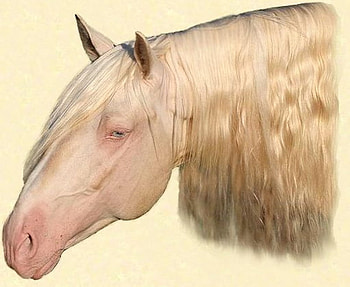 Saphiro The Albino Andalusian, spanish, andalusian, cremello, horses, albino HD wallpaper