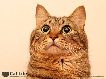 Cat life, sweet, animal, kitten, cat, pet HD wallpaper
