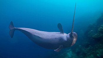 Narwhal tusks, Arctic changes, Marine ecowatch, Nature's record HD wallpaper