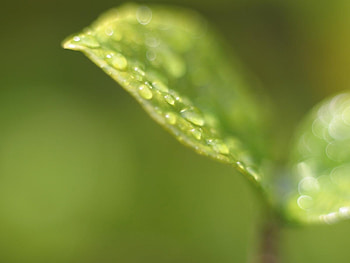 Background, Leaves, Drops HD wallpaper