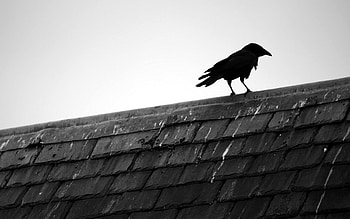 Sky, Bird, Bw, Chb, Roof, Crow HD wallpaper