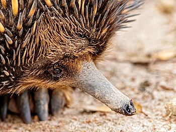 Fossil record, Echidna evolution, Amazing monotremes, Paleontology exploration HD wallpaper