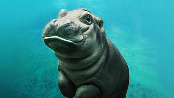 Baby hippo, Hippopotamus HD wallpaper