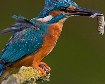 pretty colours, blue, wings, feathers, bird, orange HD wallpaper