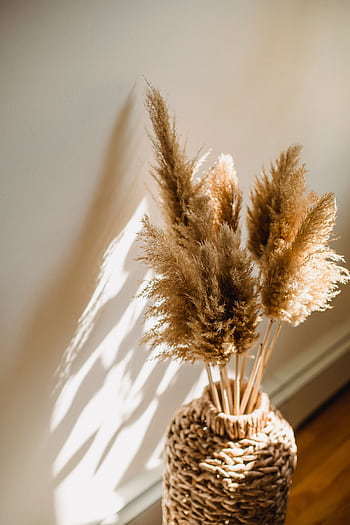 Elegant pampas grass in a wicker vase, bathed in warm sunlight, creating a cozy and rustic home decor setting. HD phone wallpaper