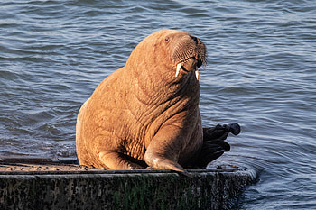Wally the walrus, Welsh adventure, Heartwarming story, Icy journey HD wallpaper