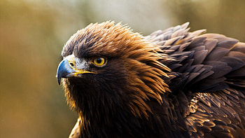 Autumn golden eagle, Dynamic , Wildlife at its best, Full charm HD wallpaper