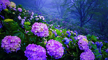 Hydrangea Paradise, purple, Japan, green, trees, hillside, beautiful, flowers, park HD wallpaper