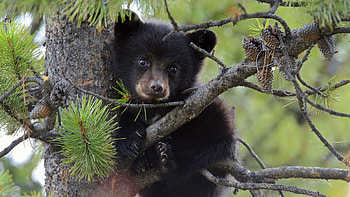 Animals, Teddy Bear, Sit, Young, Bear, Branch, Joey, Bear Cub HD wallpaper