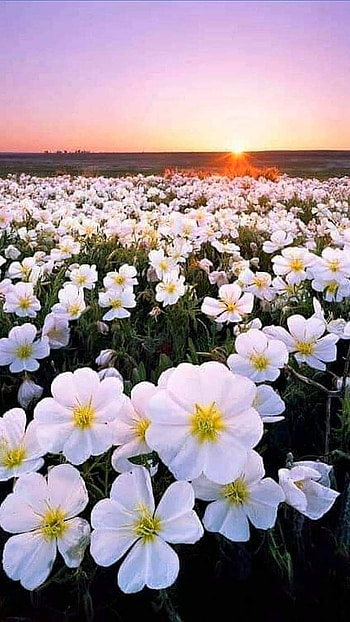 Flower, White Flower Garden HD phone wallpaper
