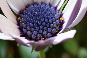 Flowers, Flower, Bud, Osteospermum, Cape Daisy HD wallpaper