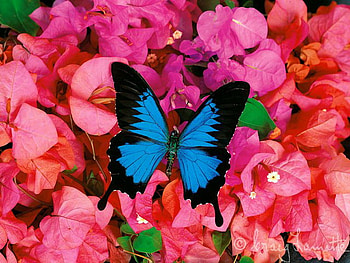 Morpho, pink, blue and black, butterfly, red, flowers HD wallpaper