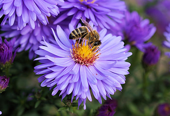 Flower, Macro, Bee, Pollination HD wallpaper