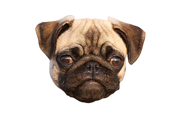 Pug Dog Face, Animal, pet, face, portrait HD wallpaper