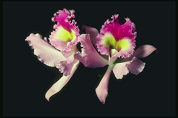 Orchids, orchid, nature, black, flower HD wallpaper