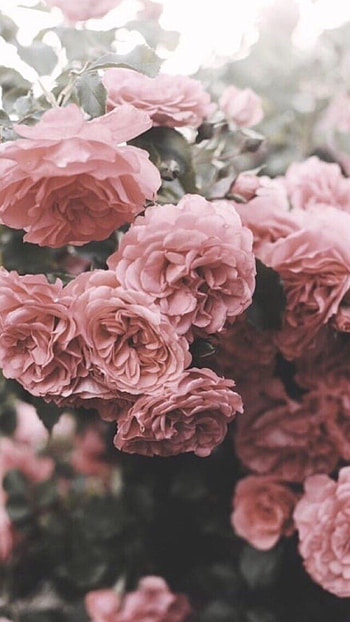 Flowers Aesthetic, Adorable Rose, Background HD phone wallpaper
