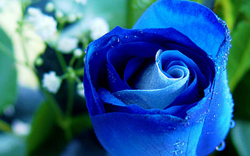 Rose, nature, flowers, beauty HD wallpaper