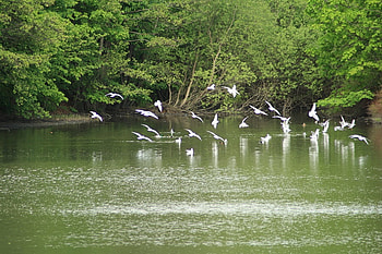 natur, frognepark, vann, fugl, hvit, mange HD wallpaper