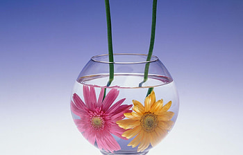Flowers, Water, Gerberas, Couple, Pair, Aquarium HD wallpaper