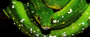 Tree python , resolution, Green snake, Water drops HD wallpaper